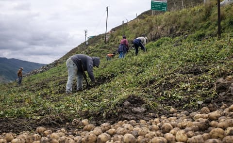 El cultivo de la papa en Venezuela estaría desapareciendo El cultivo de la papa en Venezuela estaría desapareciendo