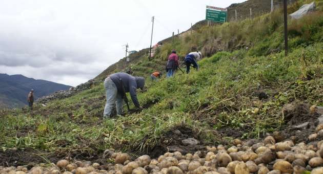 El cultivo de la papa en Venezuela estaría desapareciendo