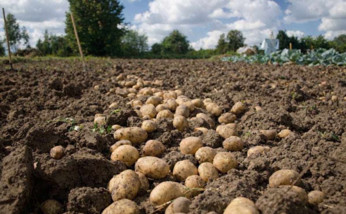 El exceso de producción en Francia y España hunde un 30% el precio de la papa en Galicia El exceso de producción en Francia y España hunde un 30% el precio de la papa en Galicia