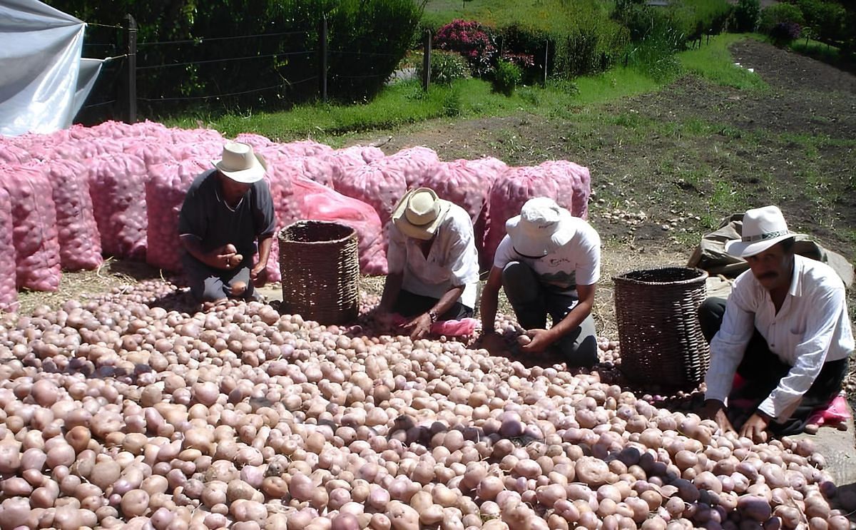 El fenómeno de El Niño provocó un aumento del 60% en el precio de la papa en Colombia. El fenómeno de El Niño provocó un aumento del 60% en el precio de la papa en Colombia.