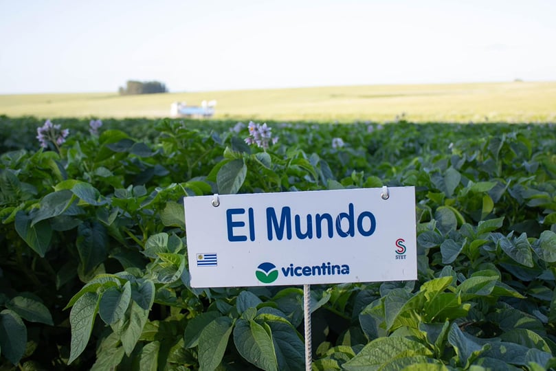 Variedades de Stet Holland comercializadas en Uruguay por Vicentina. Variedades de Stet Holland comercializadas en Uruguay por Vicentina.