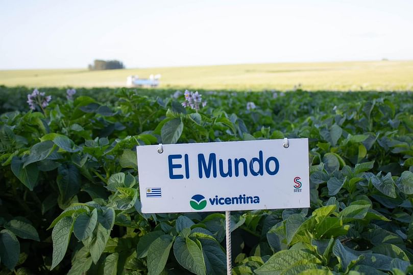 Variedades de Stet Holland comercializadas en Uruguay por Vicentina.