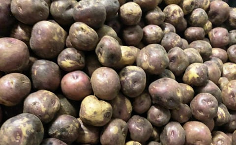 En las Islas Canarias crecen las últimas herederas directas de las papas traídas de América por los españoles y las únicas que sobreviven en el viejo mundo. Una cosecha de algunas azucenas negras (Cortesía: El País) En las Islas Canarias crecen las últimas herederas directas de las papas traídas de América por los españoles y las únicas que sobreviven en el viejo mundo. Una cosecha de algunas azucenas negras (Cortesía: El País)