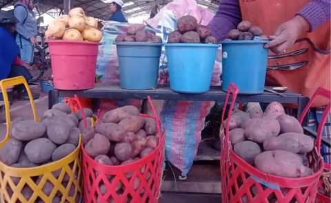 El precio de la papa en Riobamba ha experimentado variaciones significativas. El precio de la papa en Riobamba ha experimentado variaciones significativas.
