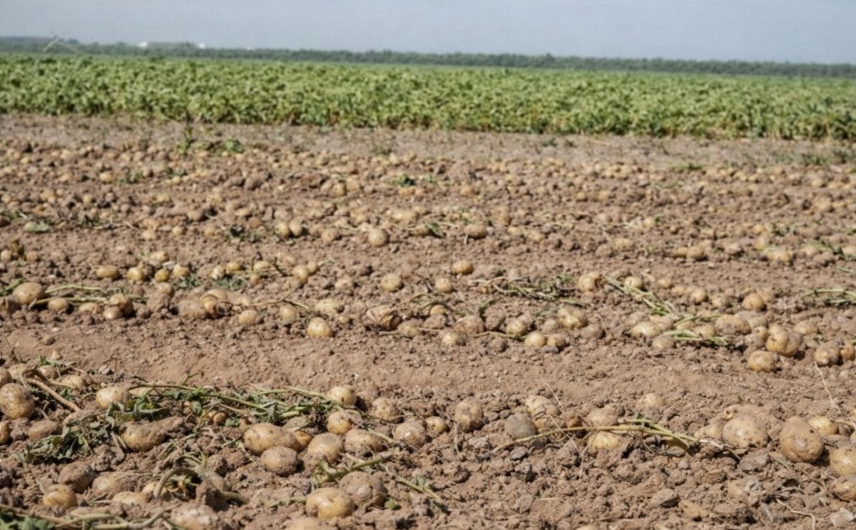 España: El precio de la papa sube un 700% desde la parcela al consumidor