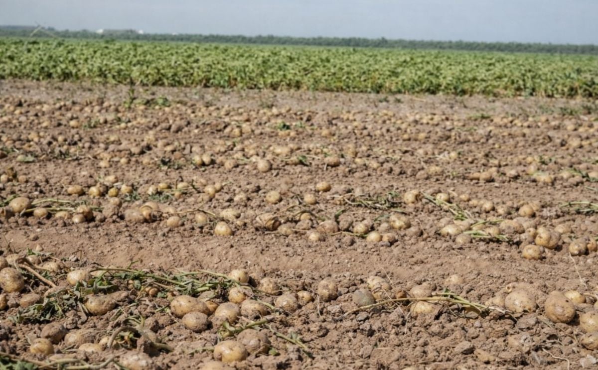 España: El precio de la papa sube un 700% desde la parcela al consumidor España: El precio de la papa sube un 700% desde la parcela al consumidor