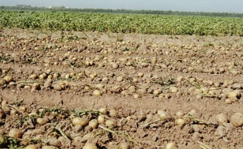 España: El precio de la papa sube un 700% desde la parcela al consumidor España: El precio de la papa sube un 700% desde la parcela al consumidor