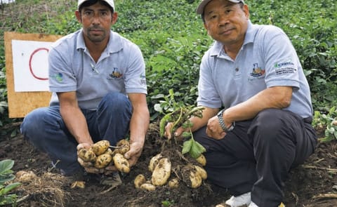 Ante la necesidad planteada por los productores de producir papa en invierno, Yen-Jen Lin, gerente del proyecto Plantas Sanas, considera que es mejor producirla en la época de verano, pues en invierno hay mucha humedad. Ante la necesidad planteada por los productores de producir papa en invierno, Yen-Jen Lin, gerente del proyecto Plantas Sanas, considera que es mejor producirla en la época de verano, pues en invierno hay mucha humedad.