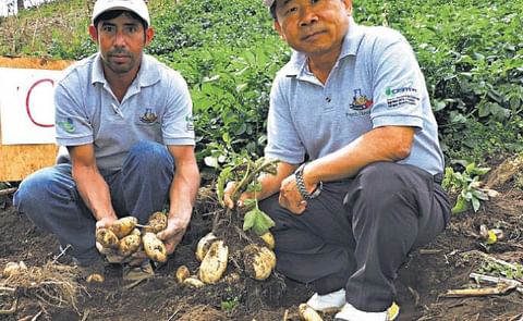 Ante la necesidad planteada por los productores de producir papa en invierno, Yen-Jen Lin, gerente del proyecto Plantas Sanas, considera que es mejor producirla en la época de verano, pues en invierno hay mucha humedad. Ante la necesidad planteada por los productores de producir papa en invierno, Yen-Jen Lin, gerente del proyecto Plantas Sanas, considera que es mejor producirla en la época de verano, pues en invierno hay mucha humedad.