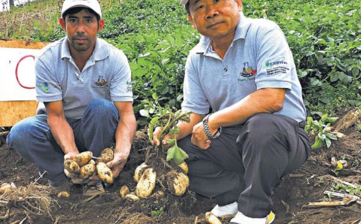 El Salvador: Prueban materiales promisorios para la producción de semilla de papa El Salvador: Prueban materiales promisorios para la producción de semilla de papa