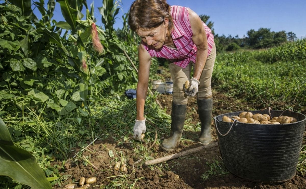 El tizón tardío dañó la cosecha de papa en Galicia