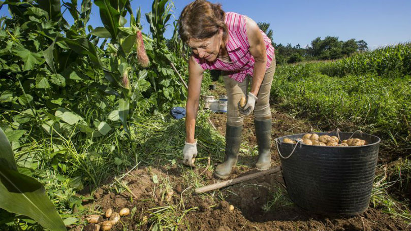 El tizón tardío dañó la cosecha de papa en Galicia