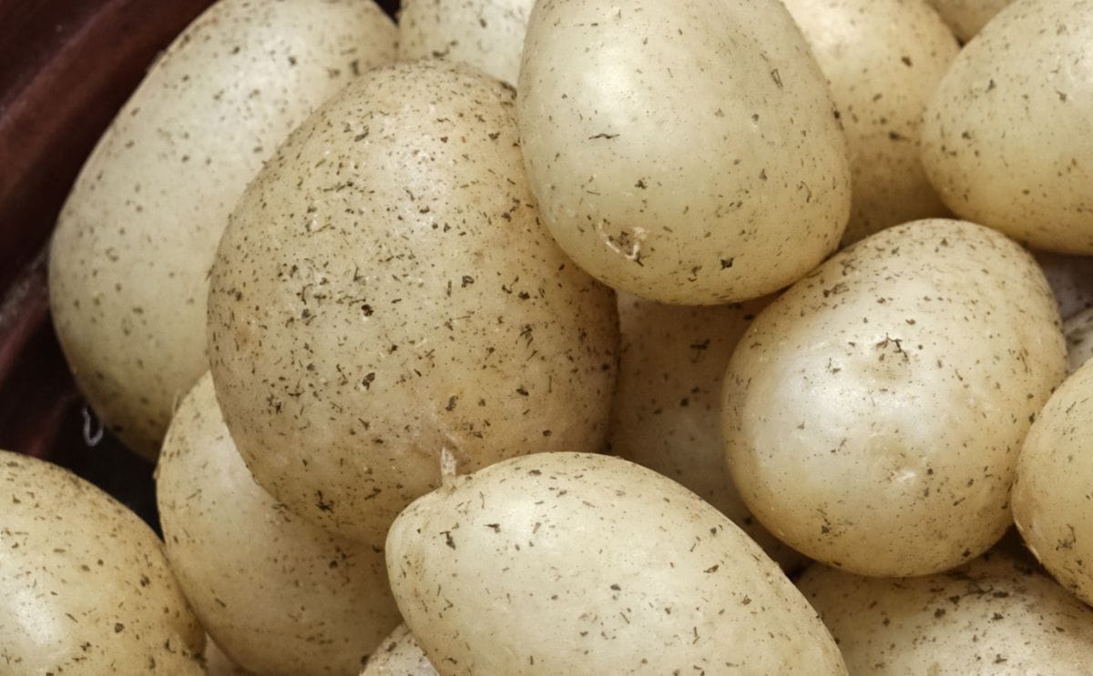 Costa Rica: La variedad de papa "Elbe" ya es producida por 82 agricultores Costa Rica: La variedad de papa "Elbe" ya es producida por 82 agricultores