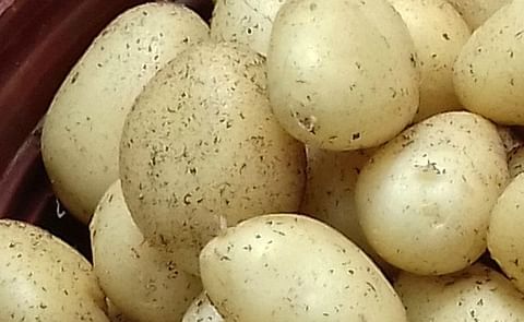 Papa “Elbe”, un tubérculo que posee características mejoradas de resistencia, rendimiento y calidad. Papa “Elbe”, un tubérculo que posee características mejoradas de resistencia, rendimiento y calidad.