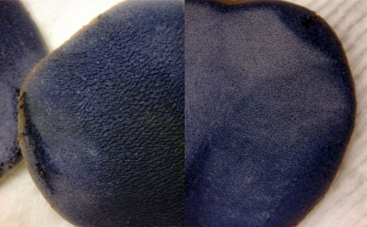 Low fat potato chips thanks to Pulsed Electric Field technology