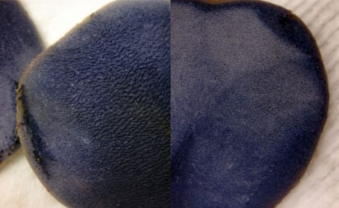 Low fat potato chips thanks to Pulsed Electric Field technology Low fat potato chips thanks to Pulsed Electric Field technology