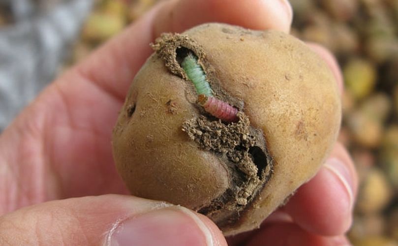 Su nombre científico es Phthorimaea operculella y no es más ni menos que una mariposa de un centímetro que vuela durante la tarde y noche. Además de atacar a la patata, también lo hace con la berenjena, el pimiento y el tomate. (Cortesía: Eliminar Plagas) Su nombre científico es Phthorimaea operculella y no es más ni menos que una mariposa de un centímetro que vuela durante la tarde y noche. Además de atacar a la patata, también lo hace con la berenjena, el pimiento y el tomate. (Cortesía: Eliminar Plagas)