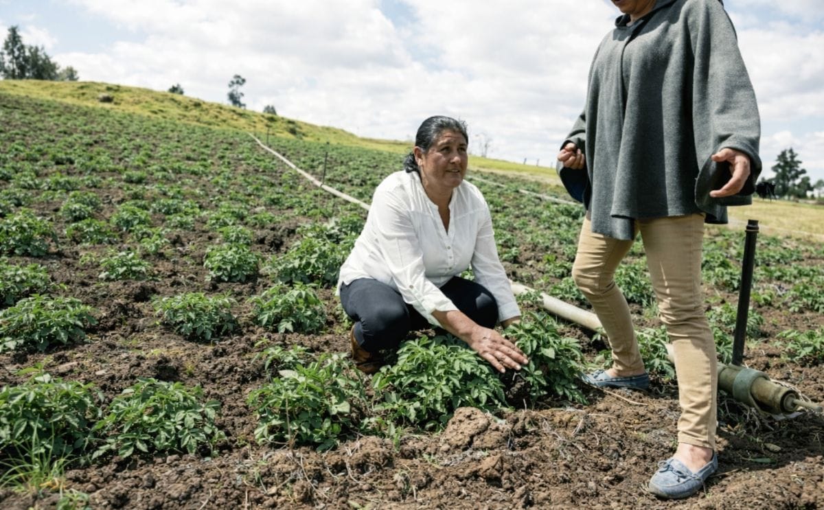 Ellas lideran la cosecha de 387 toneladas de papa en Colombia Ellas lideran la cosecha de 387 toneladas de papa en Colombia