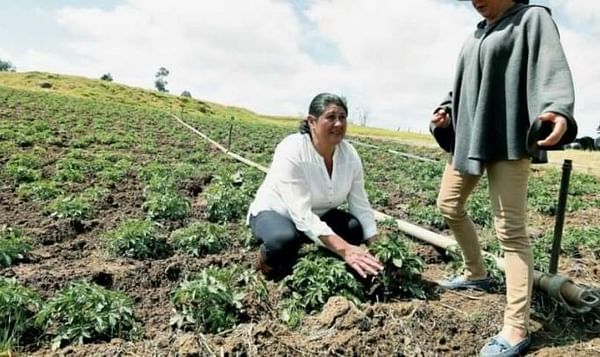 Ellas lideran la cosecha de 387 toneladas de papa en Colombia