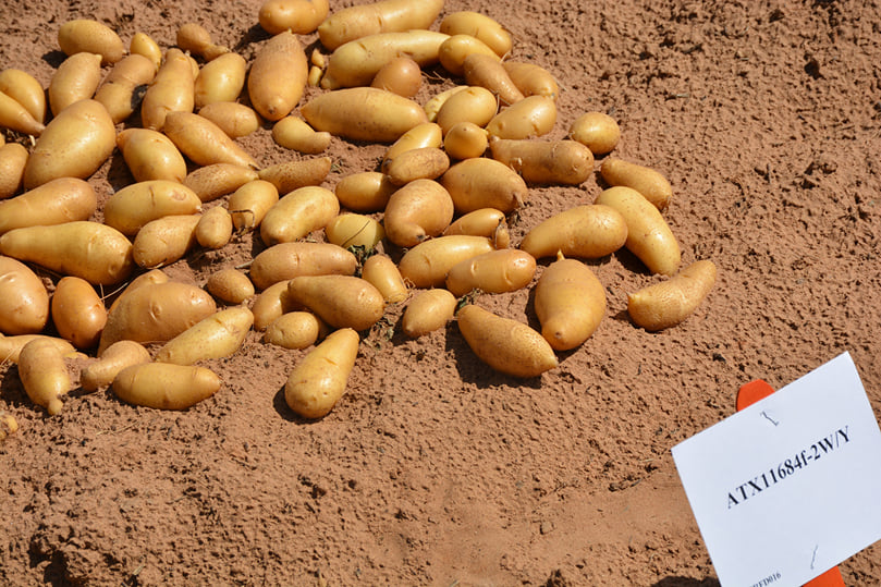Elongated fingerling potatoes grown in the Texas A&M AgriLife potato field trials near Springlake. (Courtesy: Texas A&M AgriLife photo by Kay Ledbetter) Elongated fingerling potatoes grown in the Texas A&M AgriLife potato field trials near Springlake. (Courtesy: Texas A&M AgriLife photo by Kay Ledbetter)