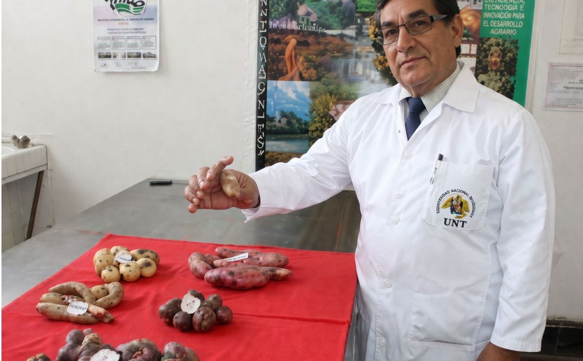 Centro de estudios cultiva papa nativa con propiedades antioxidantes en Perú