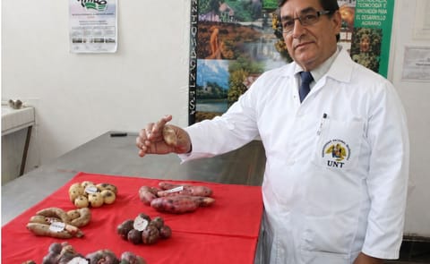 Centro de estudios cultiva papa nativa con propiedades antioxidantes en Perú Centro de estudios cultiva papa nativa con propiedades antioxidantes en Perú