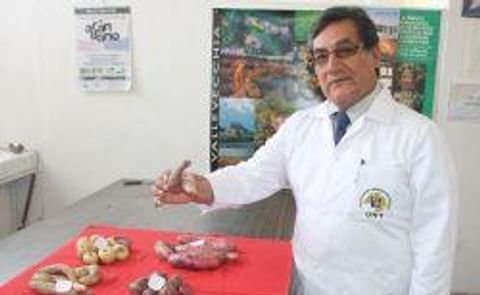 Centro de estudios cultiva papa nativa con propiedades antioxidantes en Perú Centro de estudios cultiva papa nativa con propiedades antioxidantes en Perú
