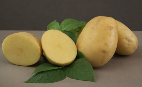 Fresh tubers of Embrapa’s BRS F21 potato cultivar, developed for high yield and industrial processing. Fresh tubers of Embrapa’s BRS F21 potato cultivar, developed for high yield and industrial processing.