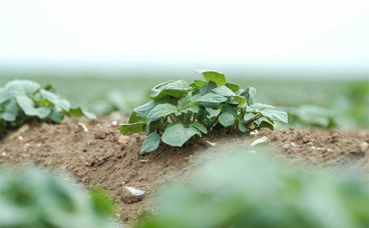 UK: Potatoes emerge to perfect storm of blight pressure