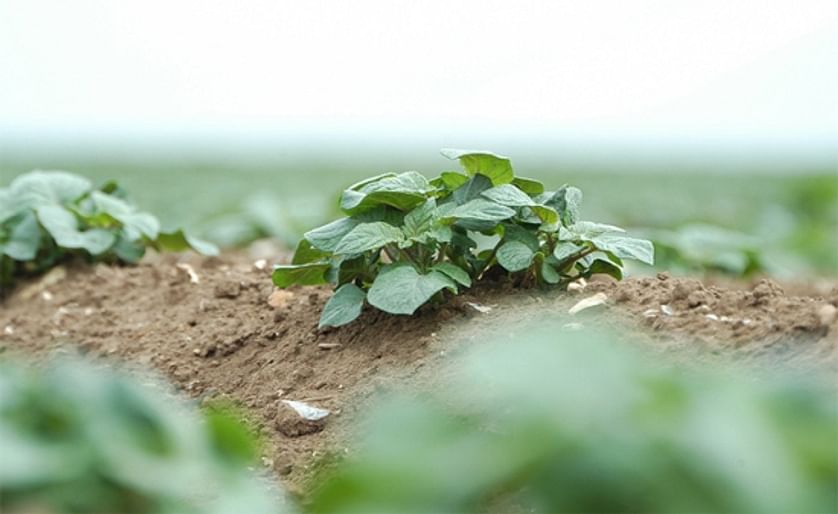 UK: Potatoes emerge to perfect storm of blight pressure