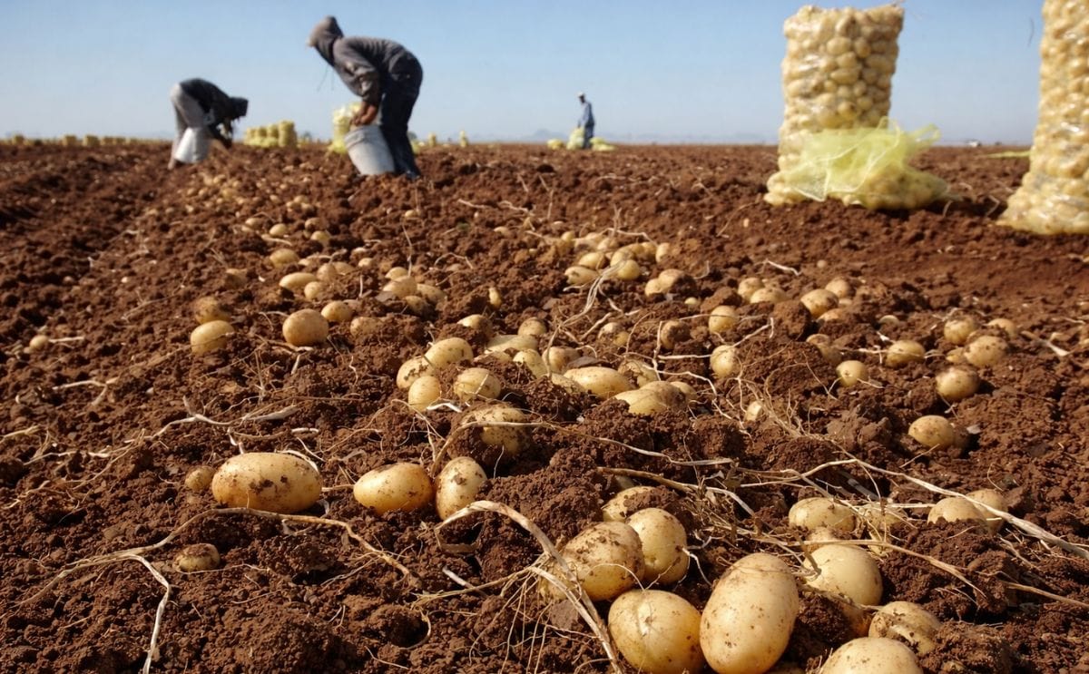 Empresa boliviana procesa hasta seis toneladas de papa al dia Empresa boliviana procesa hasta seis toneladas de papa al dia