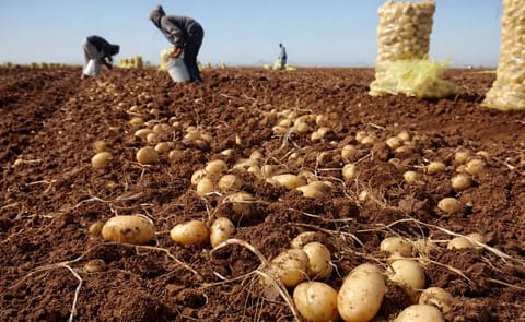 Empresa boliviana procesa hasta seis toneladas de papa al dia Empresa boliviana procesa hasta seis toneladas de papa al dia