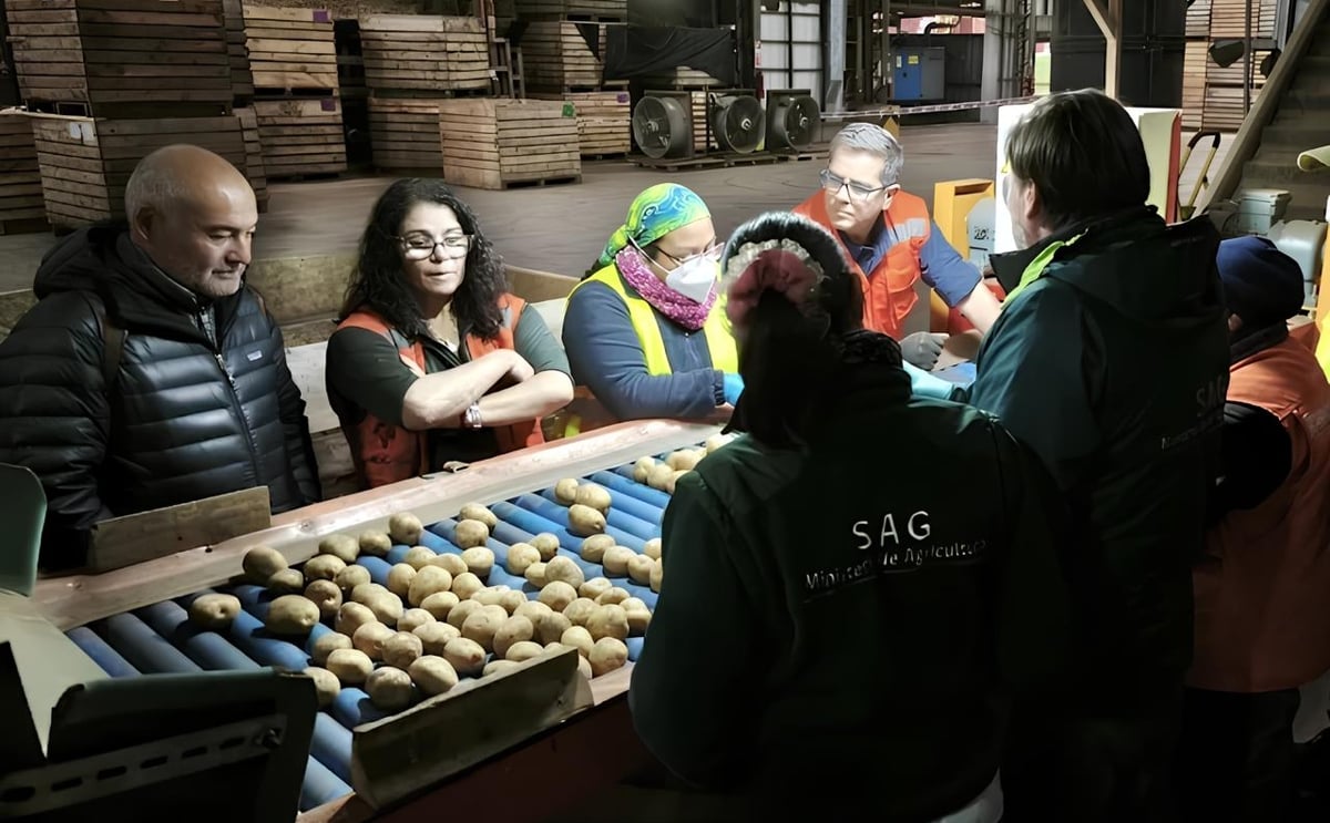 Empresas ubicadas en las comunas de Puerto Octay y Frutillar, en la región de Los Lagos, dieron inicio al despacho del producto a mercado nacional y extranjero. Empresas ubicadas en las comunas de Puerto Octay y Frutillar, en la región de Los Lagos, dieron inicio al despacho del producto a mercado nacional y extranjero.