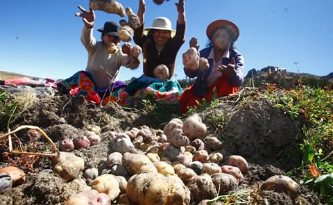 En abril de este año se produjo un 73,22% más de patatas que el año pasado. En abril de este año se produjo un 73,22% más de patatas que el año pasado.