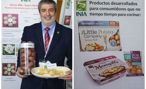 Julio Kalazich, Director Nacional del Instituto de Investigaciones Agropecuarias (INIA) y especialista en mejoramiento genético de papa. Julio Kalazich, Director Nacional del Instituto de Investigaciones Agropecuarias (INIA) y especialista en mejoramiento genético de papa.