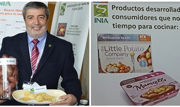 En Chile quieren diferenciar variedades y productos de papa de acuerdo a usos culinarios
