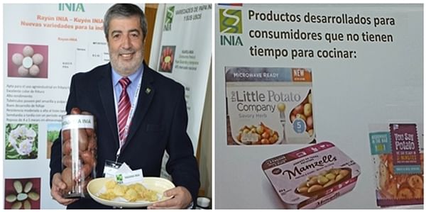 En Chile quieren diferenciar variedades y productos de papa de acuerdo a usos culinarios