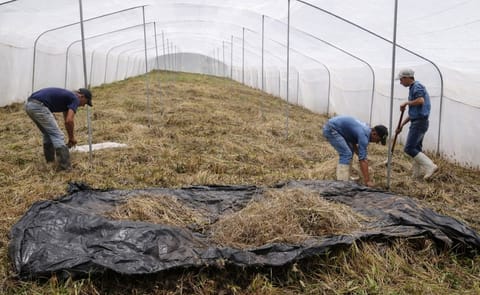 Honduras producirá semilla de alta calidad usando megatúneles Honduras producirá semilla de alta calidad usando megatúneles