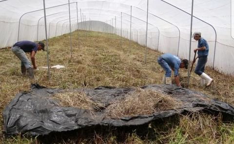 Honduras producirá semilla de alta calidad usando megatúneles Honduras producirá semilla de alta calidad usando megatúneles