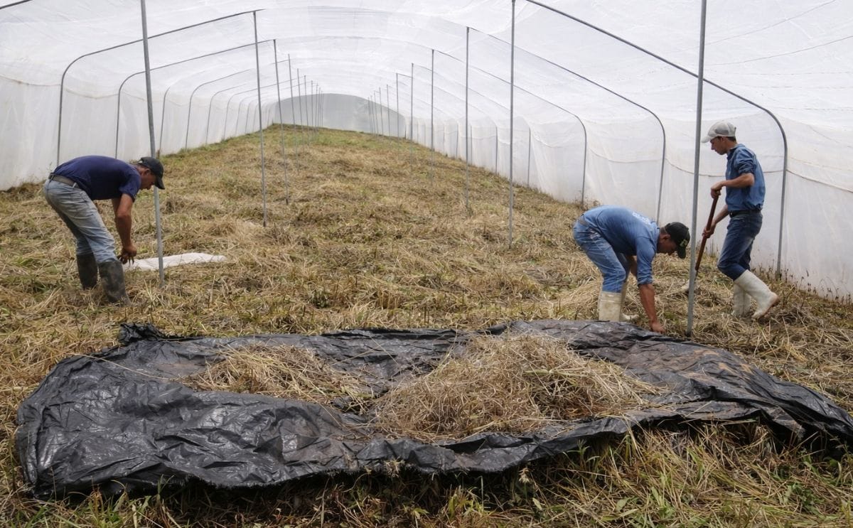 En Honduras producirán semilla de alta calidad usando megatúneles En Honduras producirán semilla de alta calidad usando megatúneles