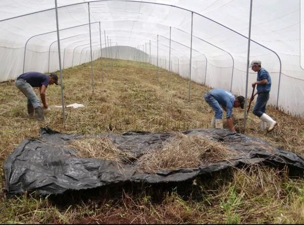 En Honduras producirán semilla de alta calidad usando megatúneles