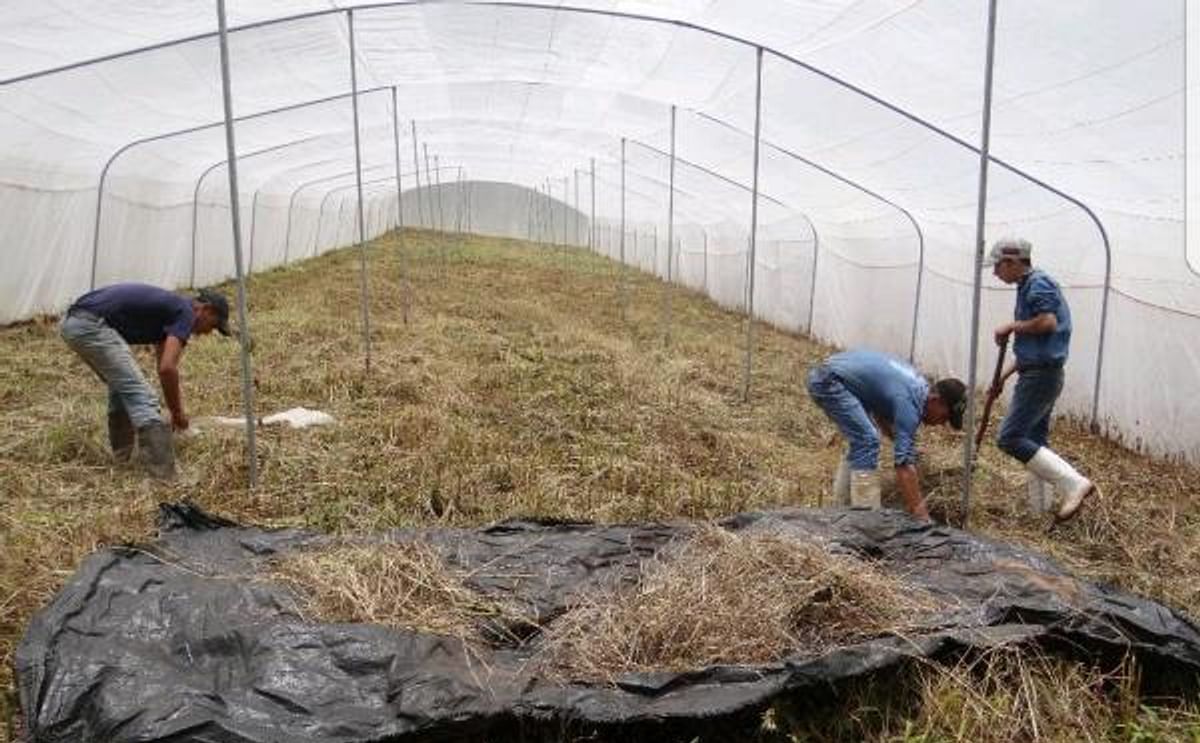 Honduras producirá semilla de alta calidad usando megatúneles
