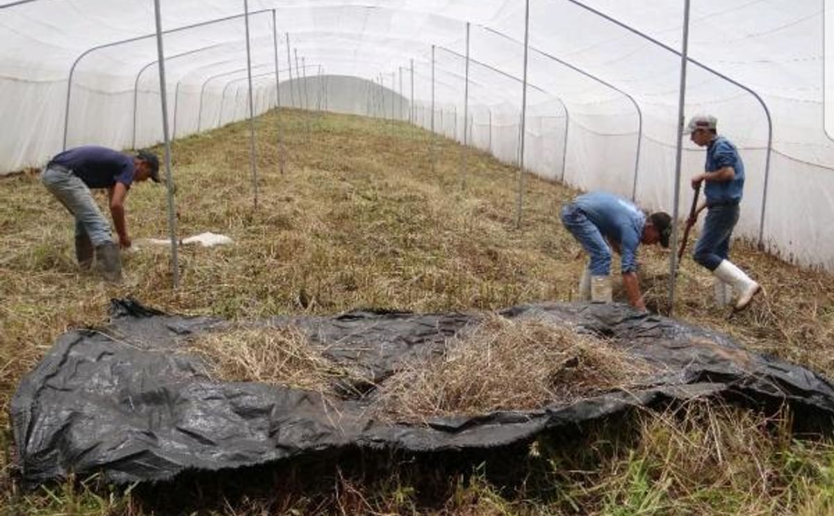 En Honduras producirán semilla de alta calidad usando megatúneles En Honduras producirán semilla de alta calidad usando megatúneles