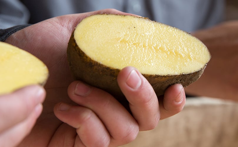 Engie's potato storage system results in less than 3% weight loss and substantially lower energy costs