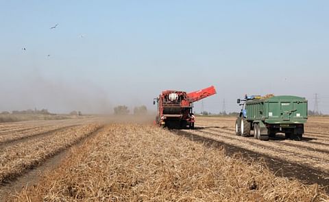 Growers of potatoes for consumption in England and Wales may be able to import Dutch seed potatoes. Growers of potatoes for consumption in England and Wales may be able to import Dutch seed potatoes.