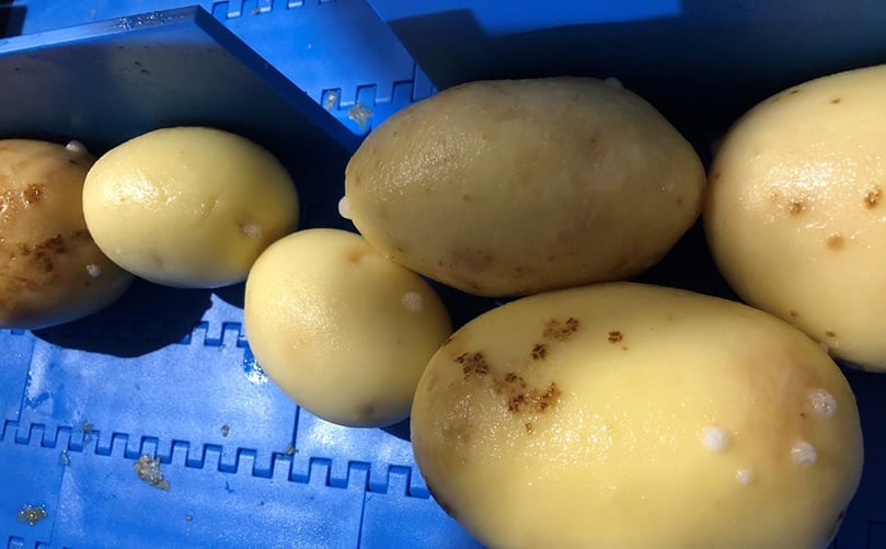 The rapid moisture loss from potatoes after PEF treatment The rapid moisture loss from potatoes after PEF treatment