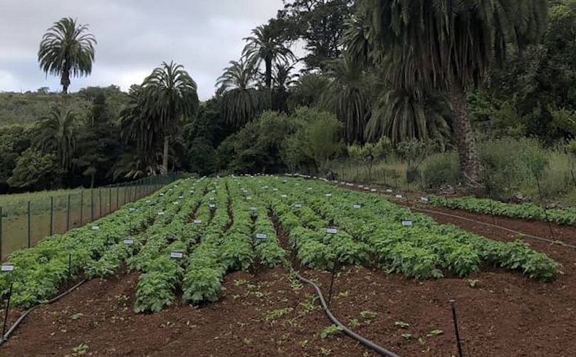 El ensayo comparativo de variedades de papas se desarrolló en la finca de Osorio de Teror