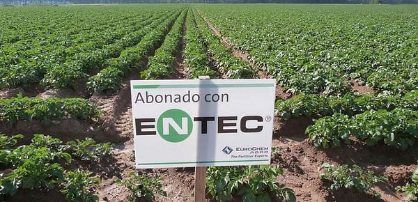 Fertilización de precisión en maíz y patata con el nitrógeno estabilizado de ENTEC