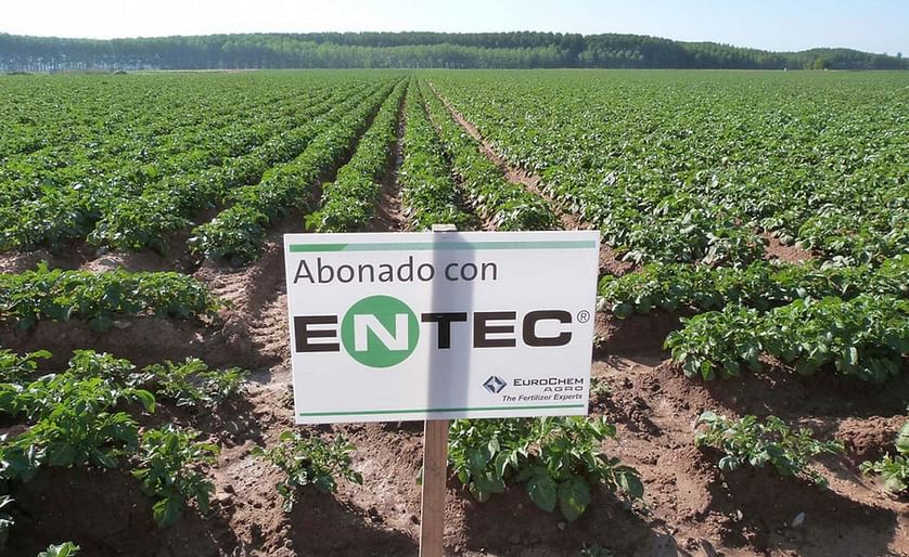 Parcela de patata fertilizada con abono ENTEC.