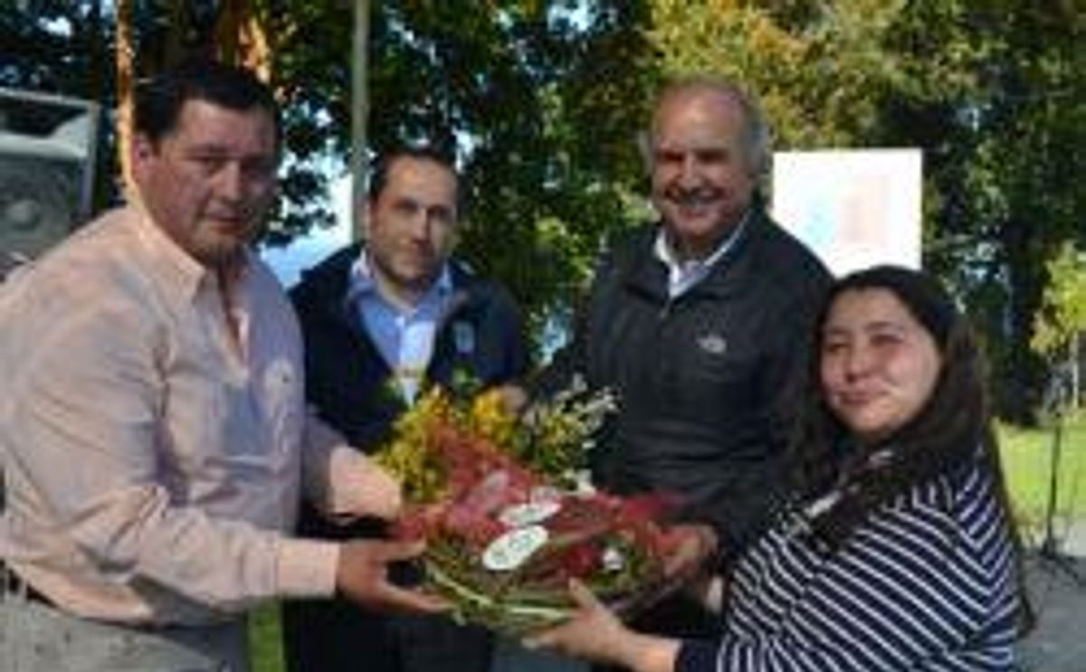 INIA de Chile clasifica y devuelve papas nativas libres de virus a Chiloé